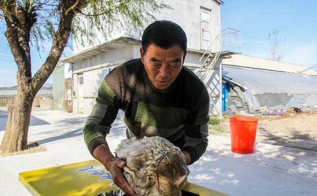 大叔在柴草堆里发现了“千年太岁”，老板出300万他都不卖！