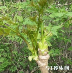 ​这野菜城里50元一斤, 东北特别贵的一种特产！