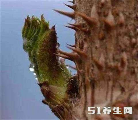 这野菜城里50元一斤, 东北特别贵的一种特产！