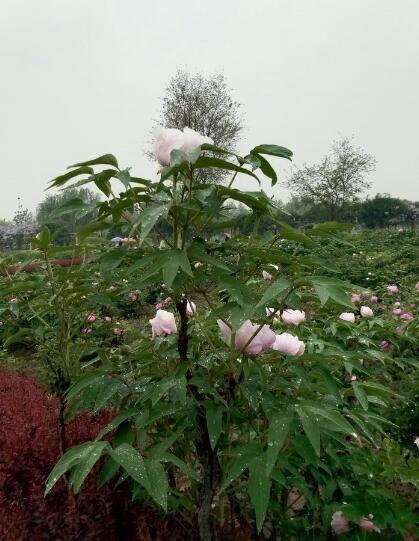 河北美景-邢台柏乡汉杜丹园!