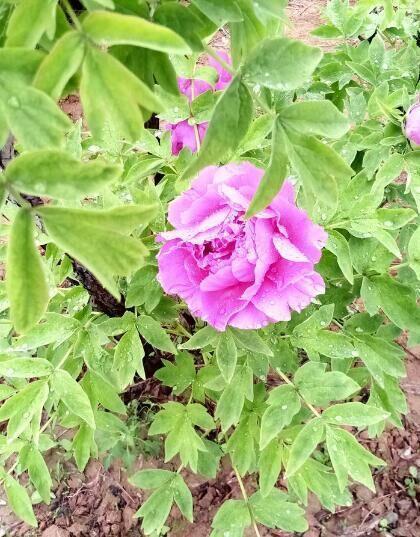 河北美景-邢台柏乡汉杜丹园!