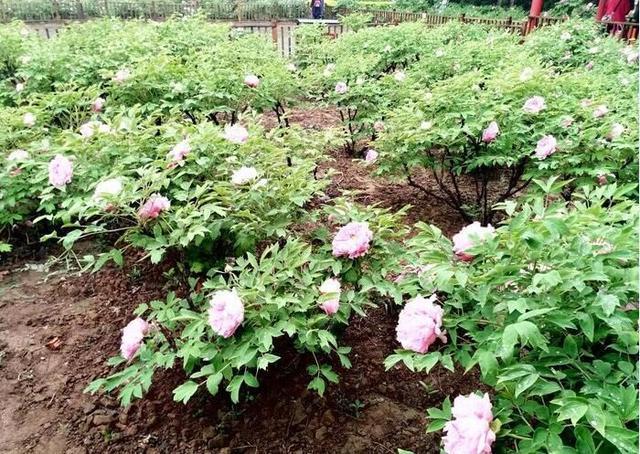 河北美景-邢台柏乡汉杜丹园!