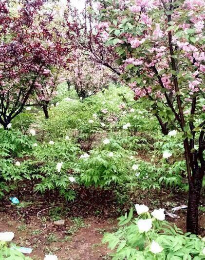 河北美景-邢台柏乡汉杜丹园!