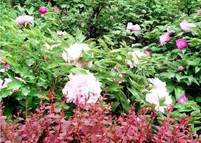 河北美景-邢台柏乡汉杜丹园!