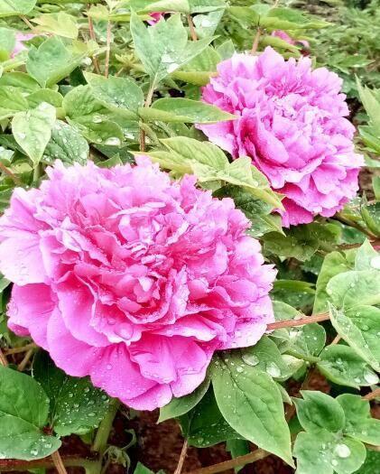 河北美景-邢台柏乡汉杜丹园!