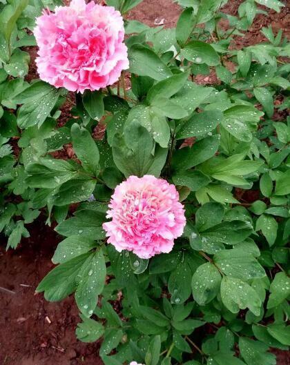 河北美景-邢台柏乡汉杜丹园!