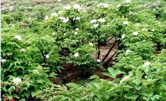 河北美景-邢台柏乡汉杜丹园!