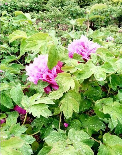 河北美景-邢台柏乡汉杜丹园!