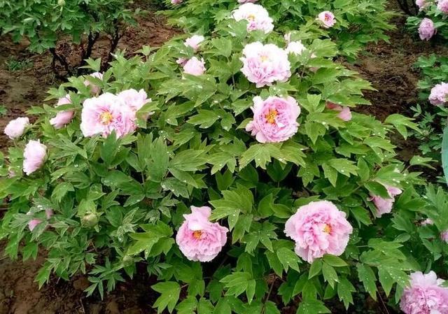 河北美景-邢台柏乡汉杜丹园!