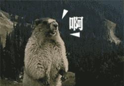 萌宠萌图第1496：自从看到了土拨鼠表情包，再温馨的土拨鼠也喜剧