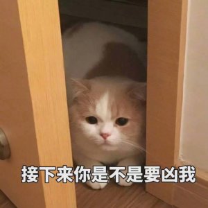 一波可爱猫咪表情包,拿图点赞