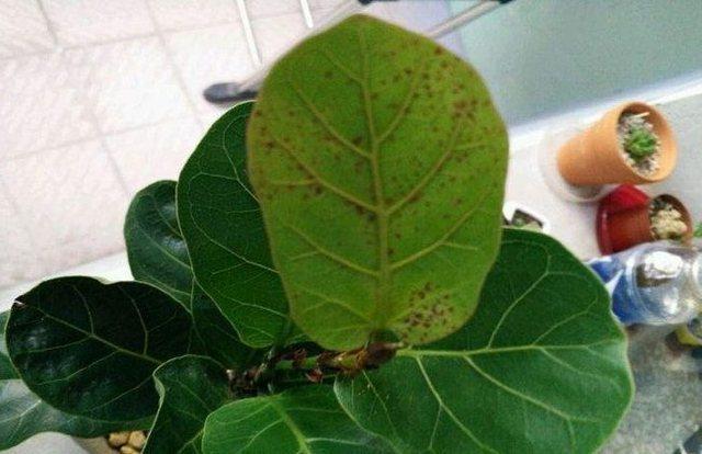 琴叶榕盆栽叶子锈斑,做到这几点,叶子肥大绿油油!