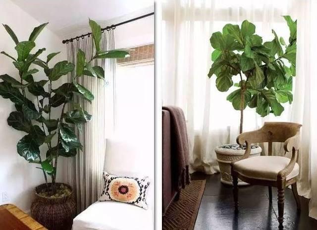 琴叶榕盆栽叶子锈斑,做到这几点,叶子肥大绿油油!