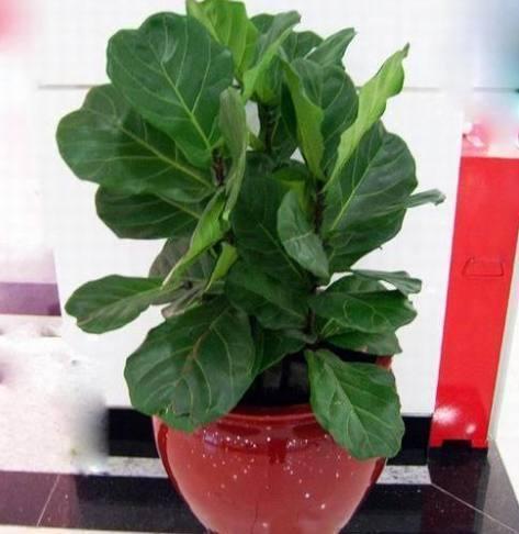 琴叶榕盆栽叶子锈斑,做到这几点,叶子肥大绿油油!