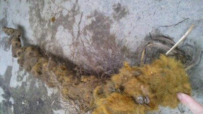 ​山中一种“黄毛狗”，野生稀少，见到请您保护，因为太珍贵了