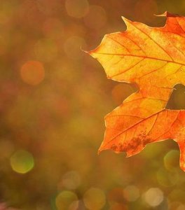 ​图集 | 比什凯克金秋掠影