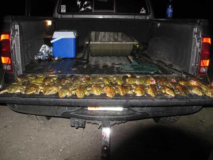 美洲牛蛙泛滥，美国人很闹心，中国吃货却操碎了心！