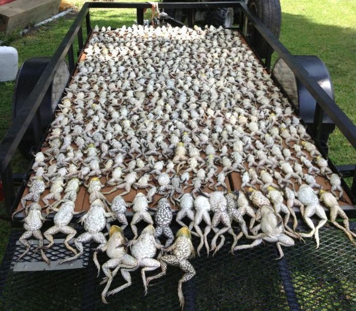 美洲牛蛙泛滥，美国人很闹心，中国吃货却操碎了心！