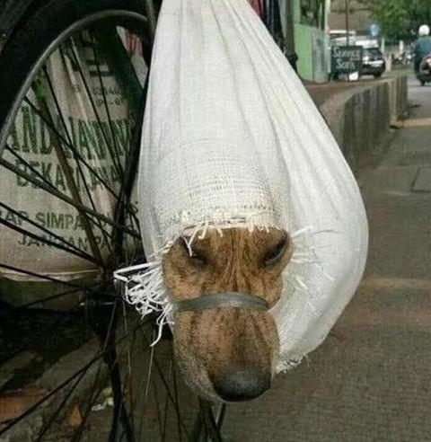 土狗被送去屠宰场，从麻袋探出头呼吸时，表情让人揪心了！