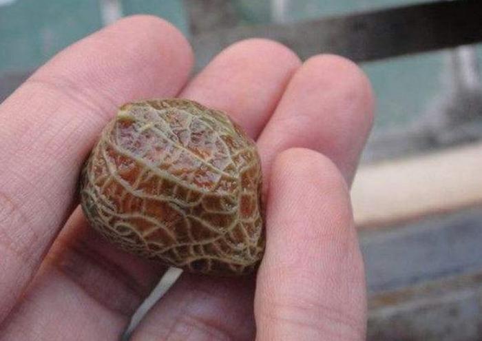 大爷上山捡柴烧火,却捡到一奇怪石头,回家后都围着它观看!