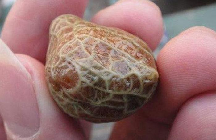 大爷上山捡柴烧火,却捡到一奇怪石头,回家后都围着它观看!