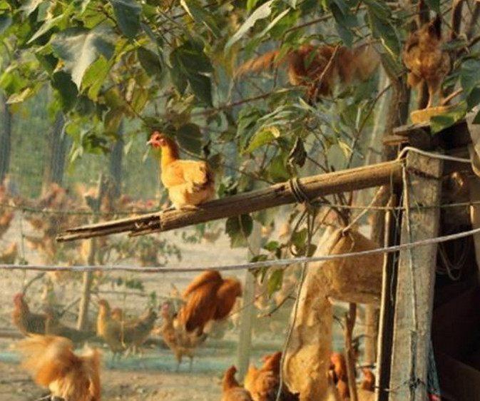 鸡大家都知道,但是会飞的鸡你见过么?