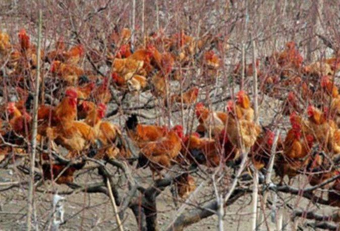 鸡大家都知道,但是会飞的鸡你见过么?