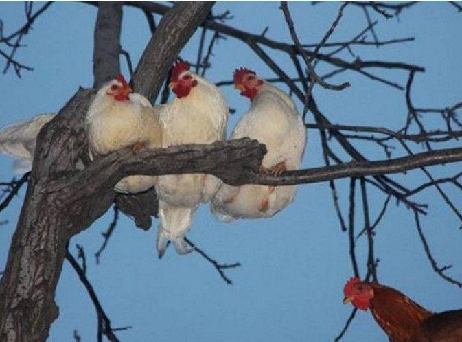 鸡大家都知道,但是会飞的鸡你见过么?