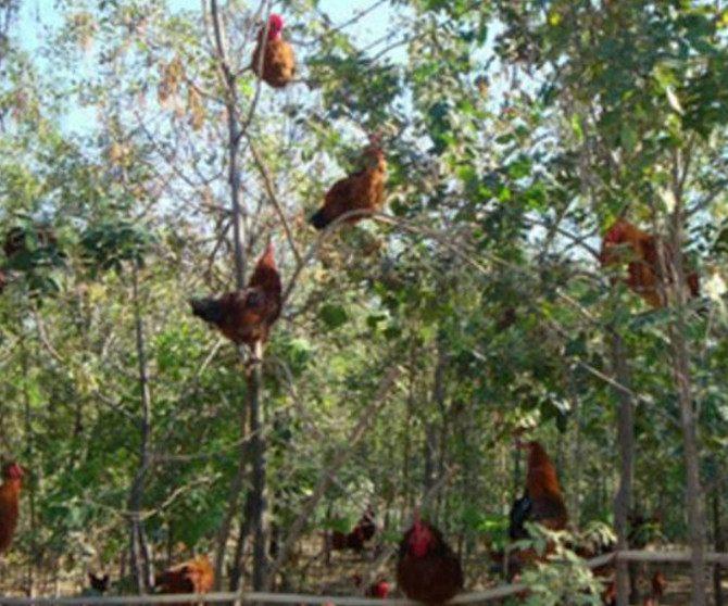 鸡大家都知道,但是会飞的鸡你见过么?