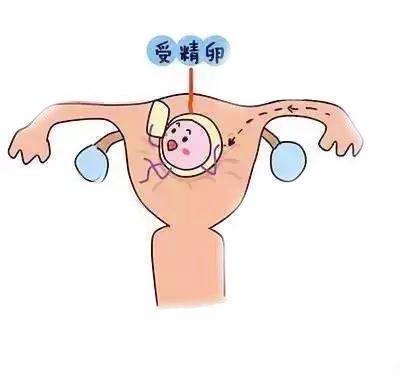 三张图告诉你：怀孕前三个月宝宝长啥样，真是天然的可爱萌