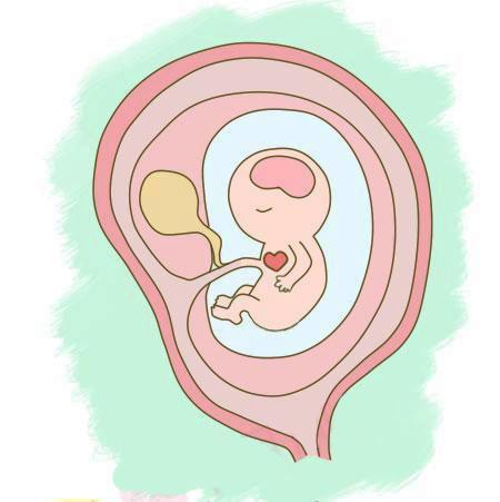 三张图告诉你：怀孕前三个月宝宝长啥样，真是天然的可爱萌