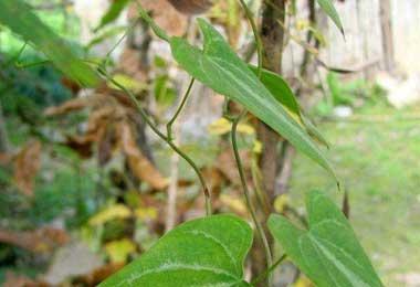 山中随处可见的黄姜，被称为“激素之母”药用黄金，汁液可毒鱼