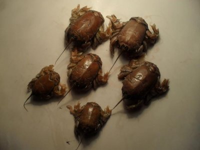 ​海知了，一种美味和营养并存的美味，不知道的人错过了好多！