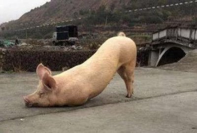 ​一头猪跪在寺庙门前，人们纷纷前来围观，方丈解释后让人心疼