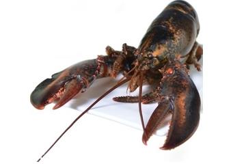 波士顿龙虾什么季节最好吃? 波士顿龙虾什么季节最好吃?