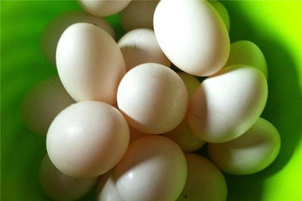 鸽子蛋是凉性的吗 鸽子蛋属性介绍 鸽子蛋是凉性的吗 鸽子蛋属性介绍