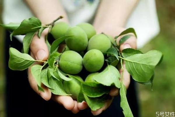 青梅如何保存 青梅怎么腌制好 青梅如何保存 青梅怎么腌制好