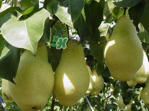 五九香梨怎么吃?五九香梨有什么功效? 五九香梨怎么吃?五九香梨有什么功效?