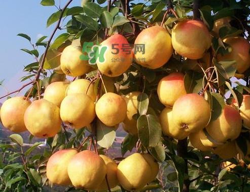 五九香梨怎么吃?五九香梨有什么功效? 五九香梨怎么吃?五九香梨有什么功效?