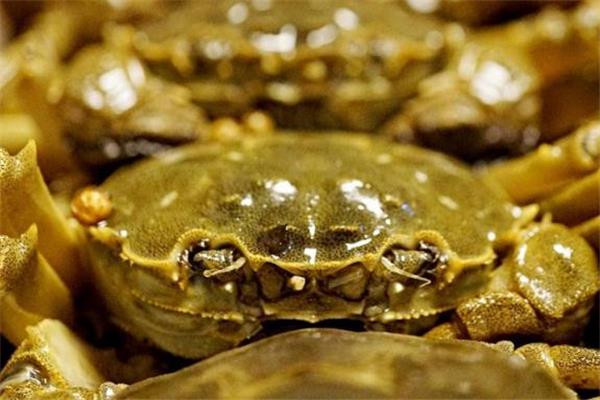 醉蟹可以放多久 存放环境很关键 醉蟹可以放多久 存放环境很关键