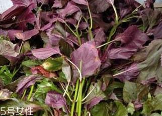 紫苏叶能做成干紫苏叶吗？紫苏叶怎么做成干紫苏叶呢？