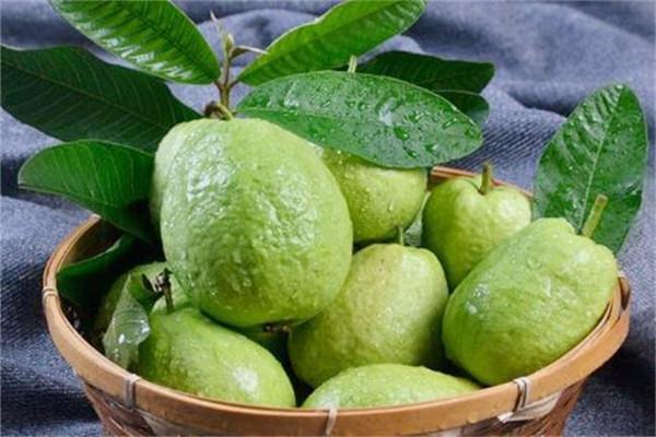 番石榴的热量是多少大卡 番石榴减肥期间可以吃吗