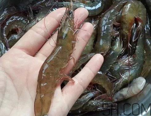 海虾可以冷冻吗 海虾放保鲜里怎么保存