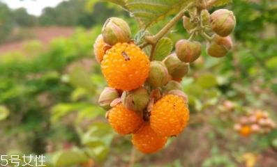 黄刺果功效与作用 黄刺果的营养价值