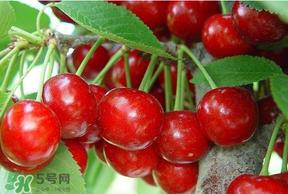 美早和黑珍珠哪个好吃?美早和黑珍珠的区别 美早和黑珍珠哪个好吃?美早和黑珍珠的区别