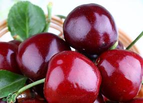 美早和黑珍珠哪个好吃?美早和黑珍珠的区别 美早和黑珍珠哪个好吃?美早和黑珍珠的区别