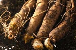 新鲜人参多少钱一斤 价格相差很大 新鲜人参多少钱一斤 价格相差很大