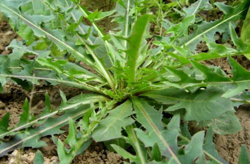 青刺尖煎饼怎么做好吃 青刺尖可以清炒吗 青刺尖煎饼怎么做好吃 青刺尖可以清炒吗