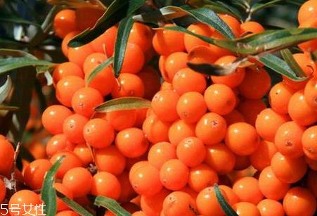 沙棘可以治便秘吗 沙棘治便秘的偏方