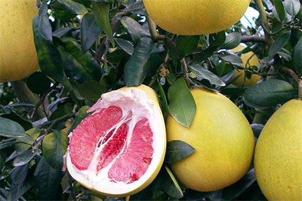 葡萄柚可以止咳吗 有这个作用 葡萄柚可以止咳吗 有这个作用